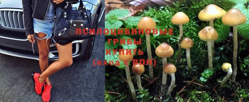 Псилоцибиновые грибы Psilocybe  что такое наркотик  Благодарный 